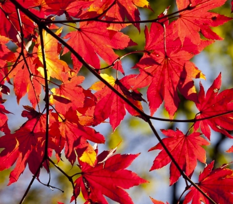 Tree_redLeaves.jpg