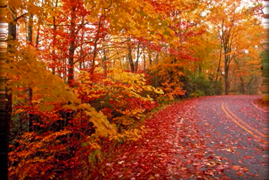 GoldenAutumnRoad.PNG