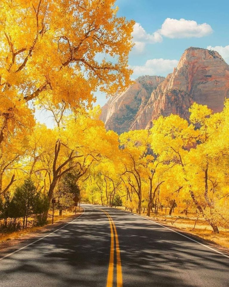 Trees_ZionNatPk_UtahUSA.png