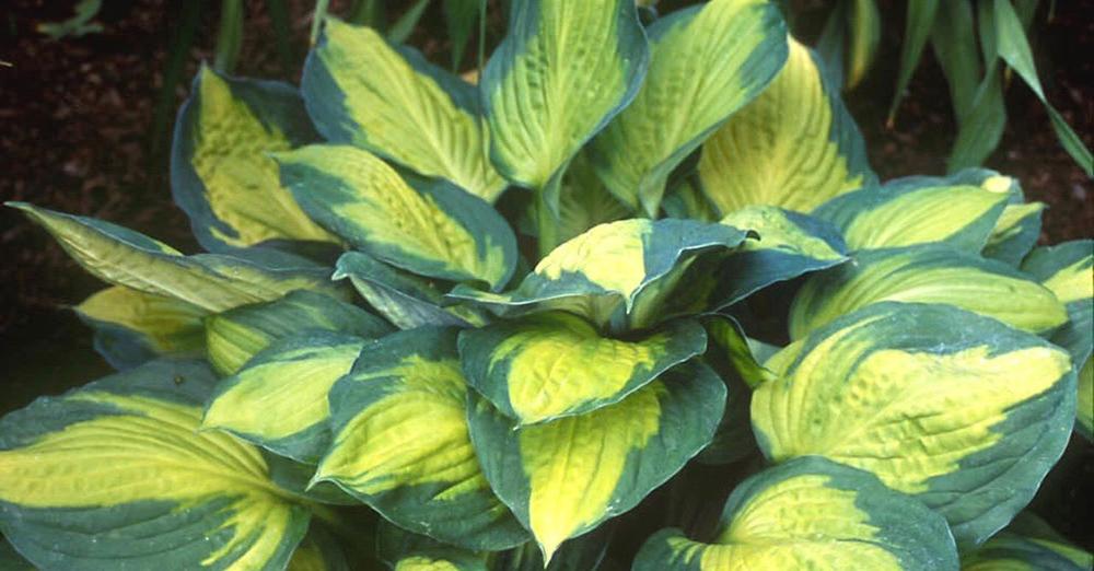 fleur_hosta.jpg