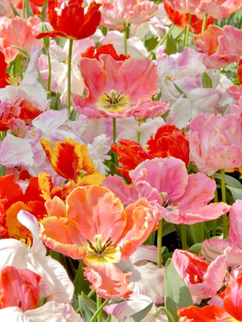 fleur_tulipRedWhPnkMix.jpg