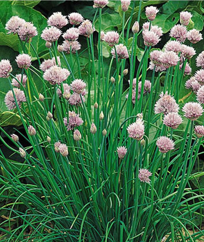 Chives.JPG
