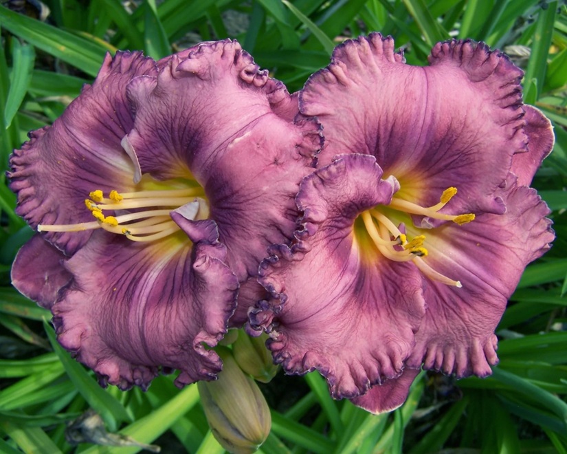 ../bpa_graf/FlowerFieldTree/pair_ChaGu_dayLily.jpg