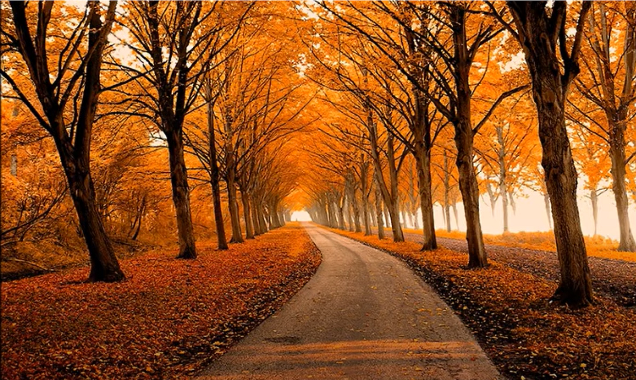 tree_autumn_pathway.png