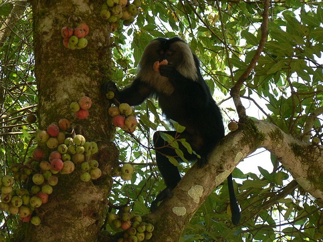 Krittika: Lion-tailed macaque eating Ficus racemosa 