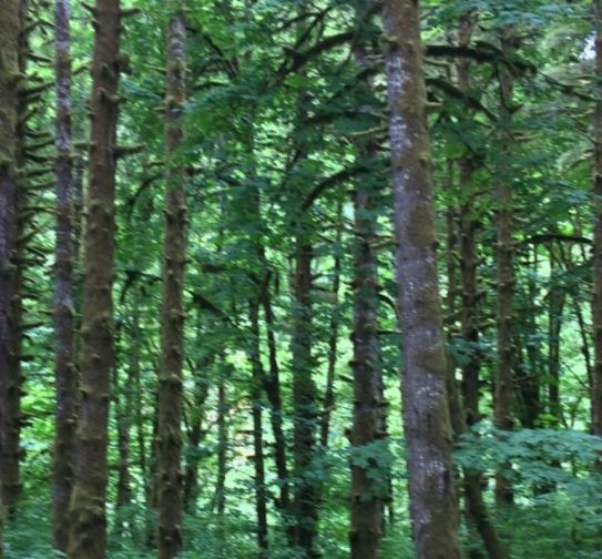 Budha_trees_Oregon.JPG