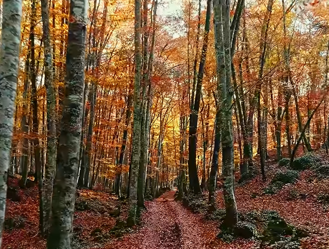 trees_beechForest.png