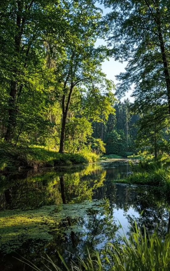 trees_sum_pond.jpg