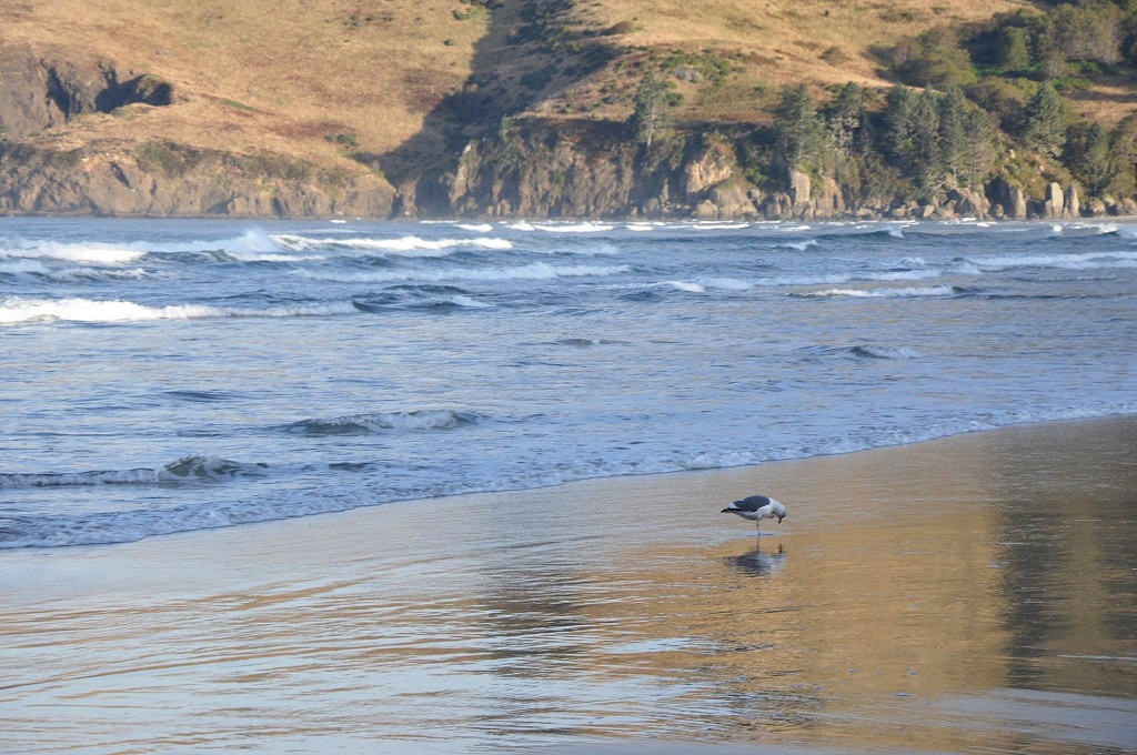 Beach_Westwind_byWillMorgan.jpg