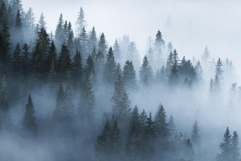 Fog_FirSlopes.jpg
