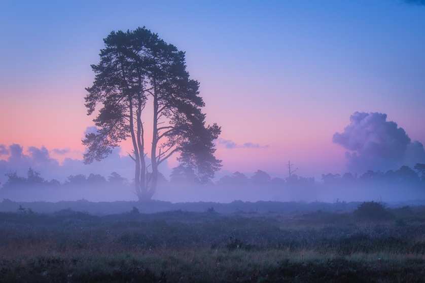 Fog_pastels.jpg
