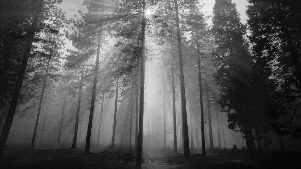 fog_BurnedForestMist.jpg