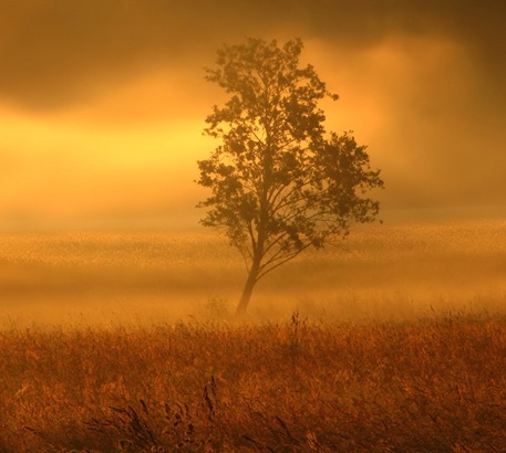 Fog_goldenTree.jpg