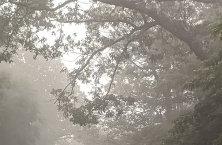NatlPark/Fog_sumrTreez.jpg
