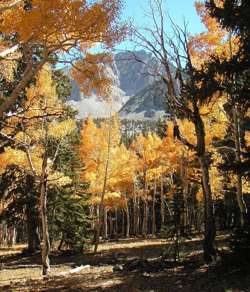 Mtn_AspenGreatBasinNatPark_USParkServ2018.jpg