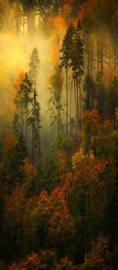 Mtn_Bu_dkTrees.jpg