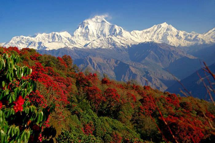 Mtn_RhodoAnnapurna.jpg