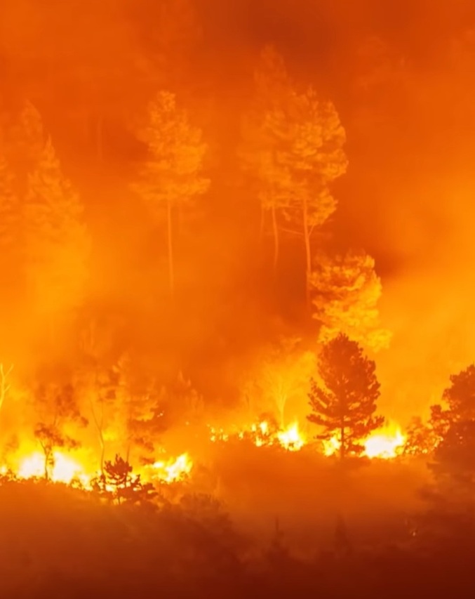 Fire_hillside_forst.jpg