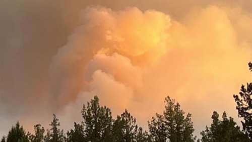 Smoke_yellowFirs.jpg